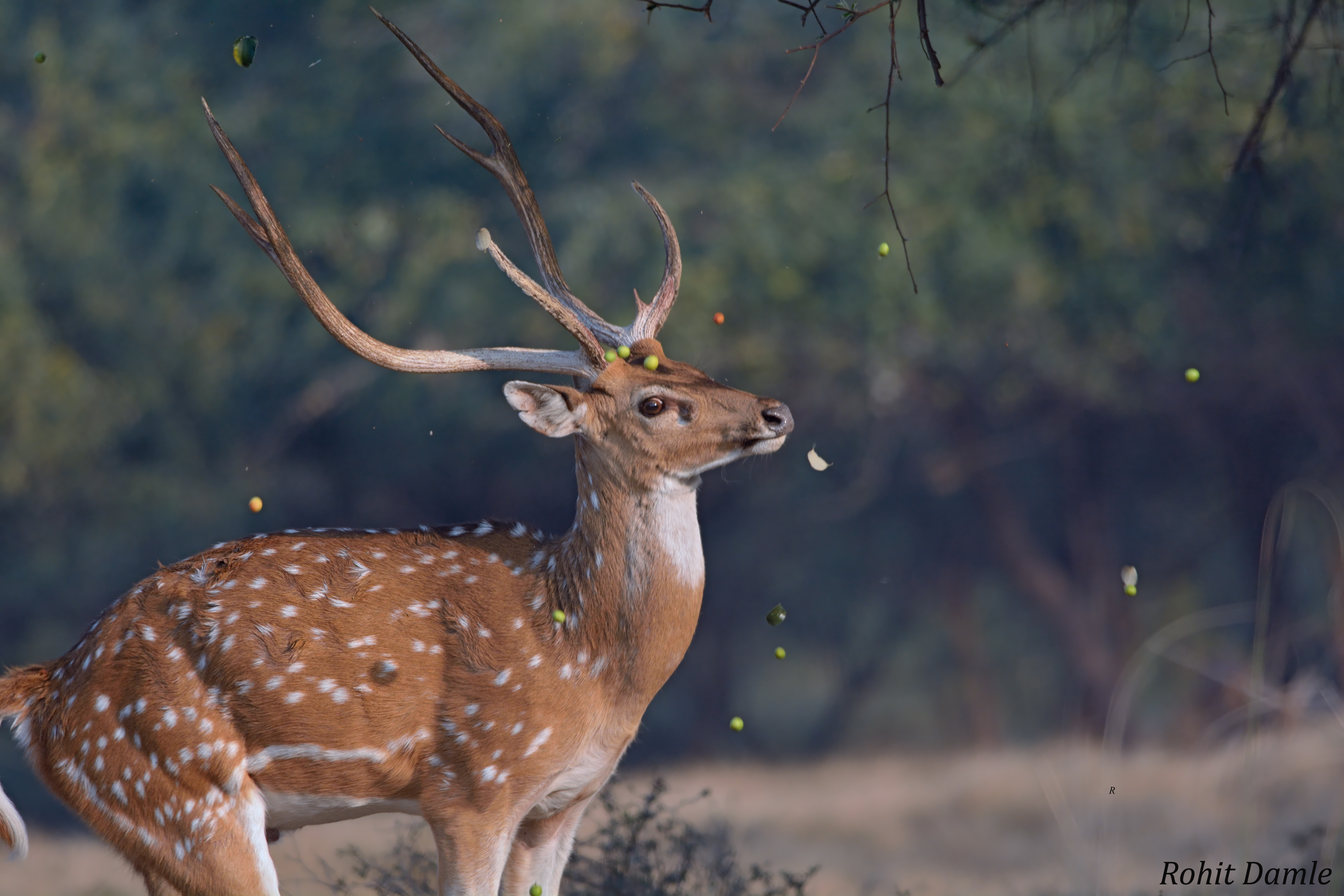 Photo from 11-Day Central India Tiger Safari: Kanha, Pench & Tadoba Wildlife Expedition safari tour